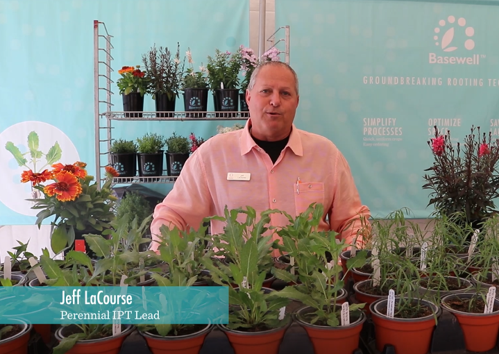 CAST 2019 Introducing Basewell Perennials
